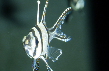 ����������� (Lymphocystis)