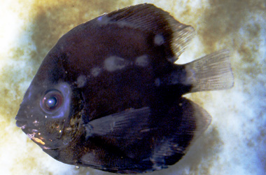 ������������ (Chilodonella)