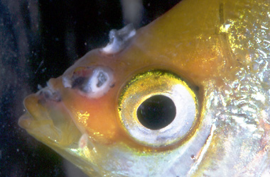 ����������� (Ectoparasite)