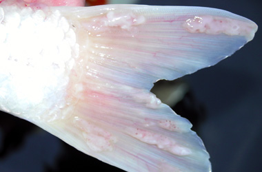 ���� Koi / KHV/ Koi ����� �������/ Carp epitheliom