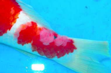���� Koi / KHV/ Koi ����� �������/ Carp epitheliom