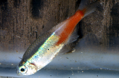 �������� �������, ��� ����������� (Plistiphora hyphessobryconis)