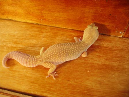 ��������. �������� Leucistic.