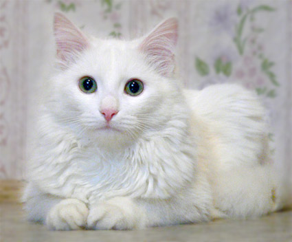 Кот Матвей Кот Матвей