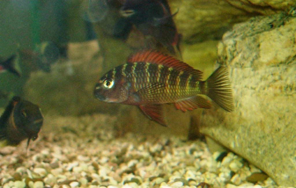tropheus moorii red rainbow