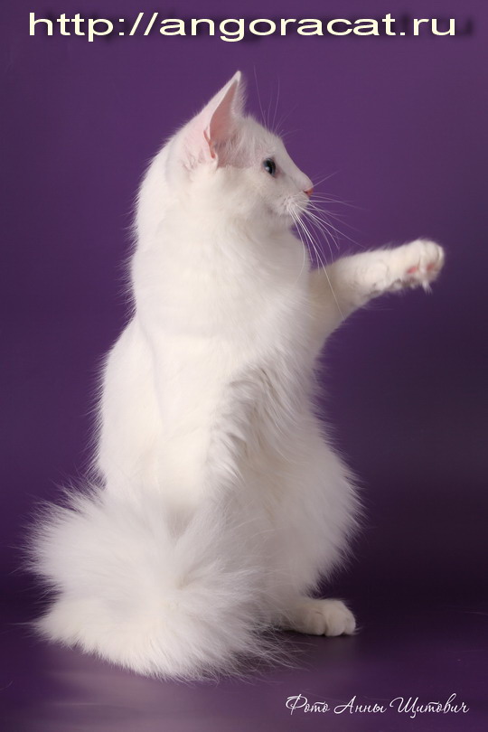 http://angoracat.ru