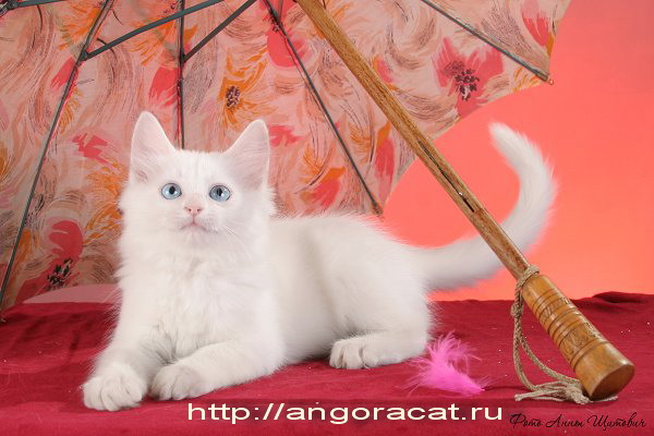 angoraspb@mail.ru