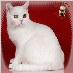 Ch. ����� ������, BRI w 62