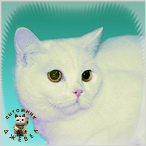 I.Ch. �������� ������, BRI w 62