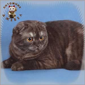 E.Ch. ���� ����� ������, SFS ns