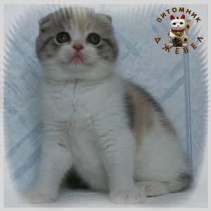 Camelia Cat�s Falli, SFS gs 2203