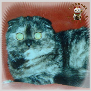 Luch Style's Lizabeth, SFS fs Luch Style's Lizabeth, SFS fs
