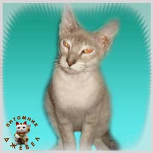 ������� ������, PBD b 2133