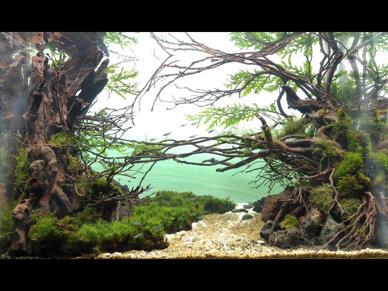 ���������� �������� (Nature Aquarium). Takashi Amano (������ �����)