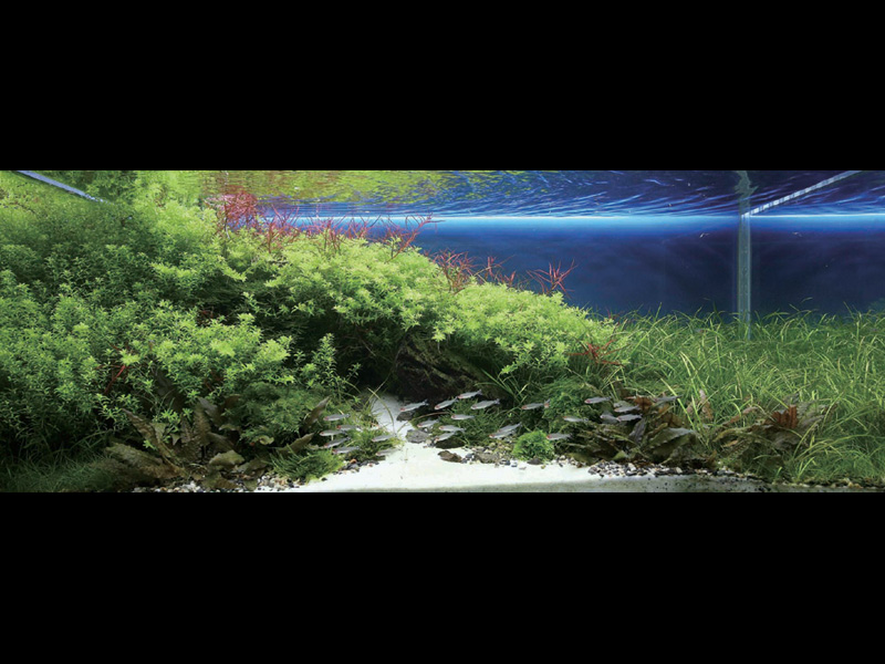���������� �������� (Nature Aquarium). Takashi Amano (������ �����)