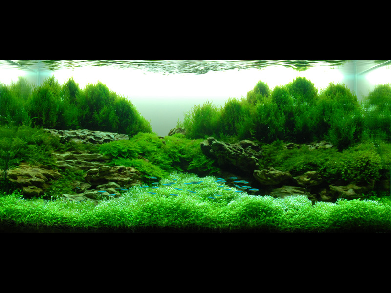 ���������� �������� (Nature Aquarium). Takashi Amano (������ �����)