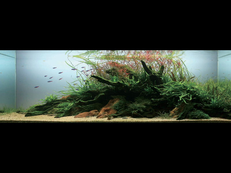 ���������� �������� (Nature Aquarium). Takashi Amano (������ �����)