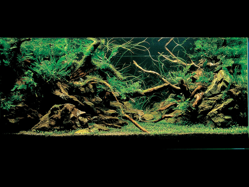 ���������� �������� (Nature Aquarium). Takashi Amano (������ �����)