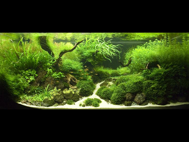 ���������� �������� (Nature Aquarium). Takashi Amano (������ �����)