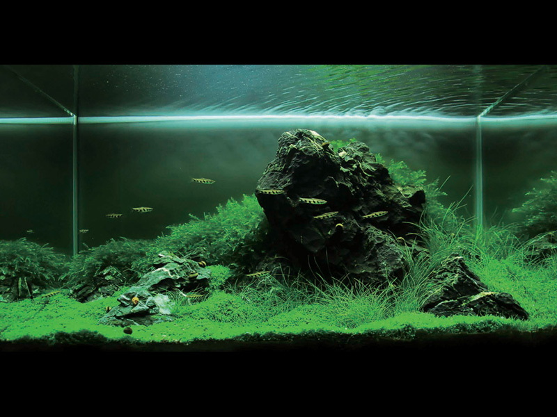 ���������� �������� (Nature Aquarium). Takashi Amano (������ �����)