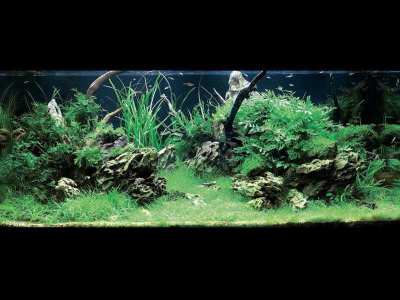 ���������� �������� (Nature Aquarium). Takashi Amano (������ �����)