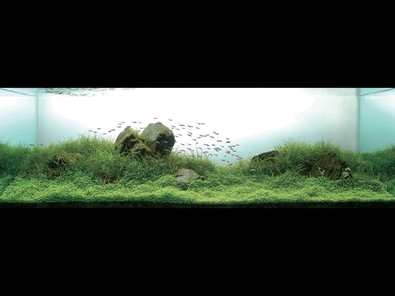 ���������� �������� (Nature Aquarium). Takashi Amano (������ �����)