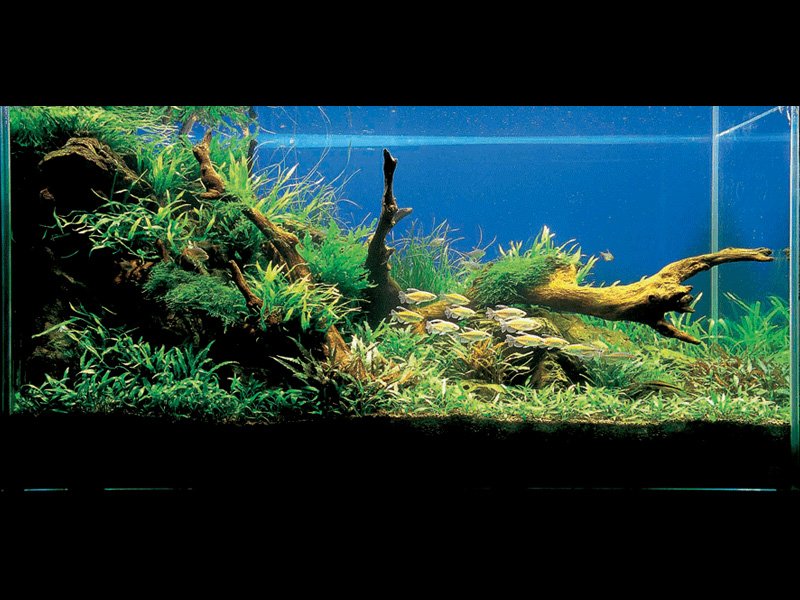 ���������� �������� (Nature Aquarium). Takashi Amano (������ �����)