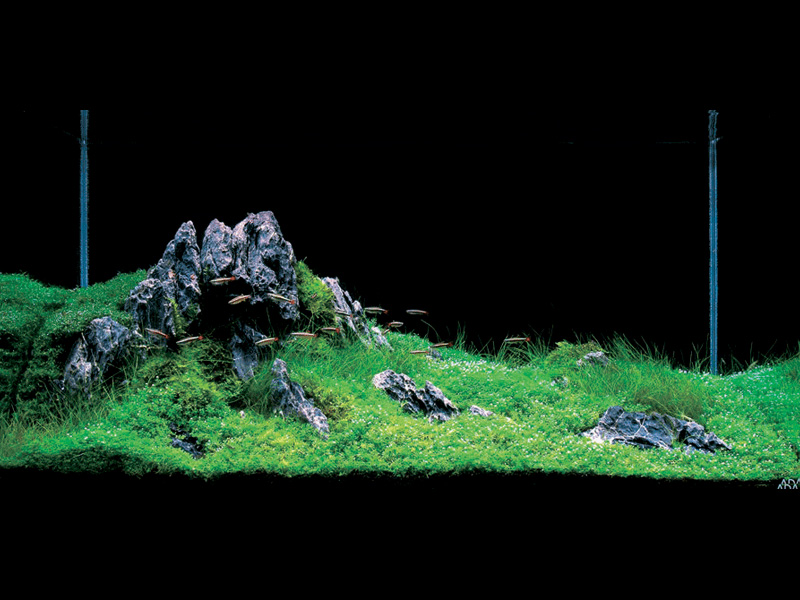 ���������� �������� (Nature Aquarium). Takashi Amano (������ �����)