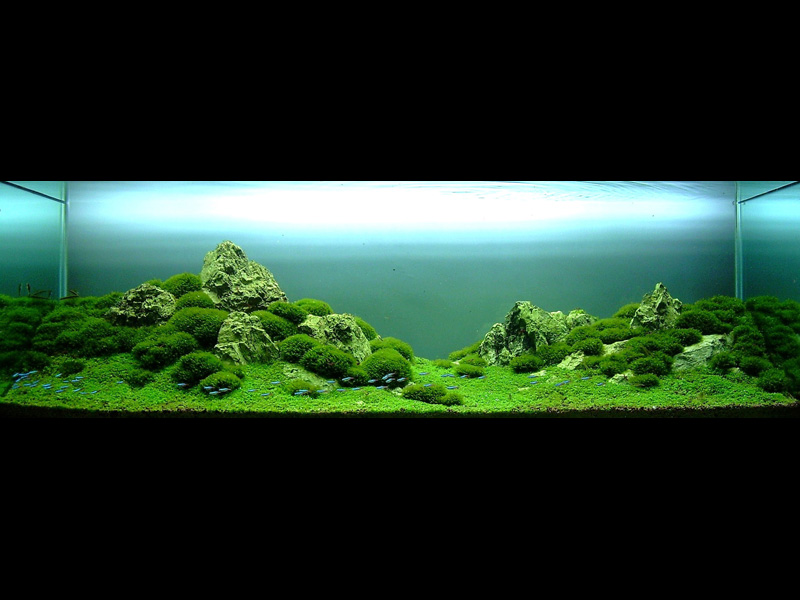 ���������� �������� (Nature Aquarium). Takashi Amano (������ �����)