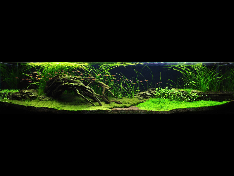 «Природный Аквариум» (Nature Aquarium). Takashi Amano (Такаси Амано) «Природный Аквариум» (Nature Aquarium). Takashi Amano (Такаси Амано)