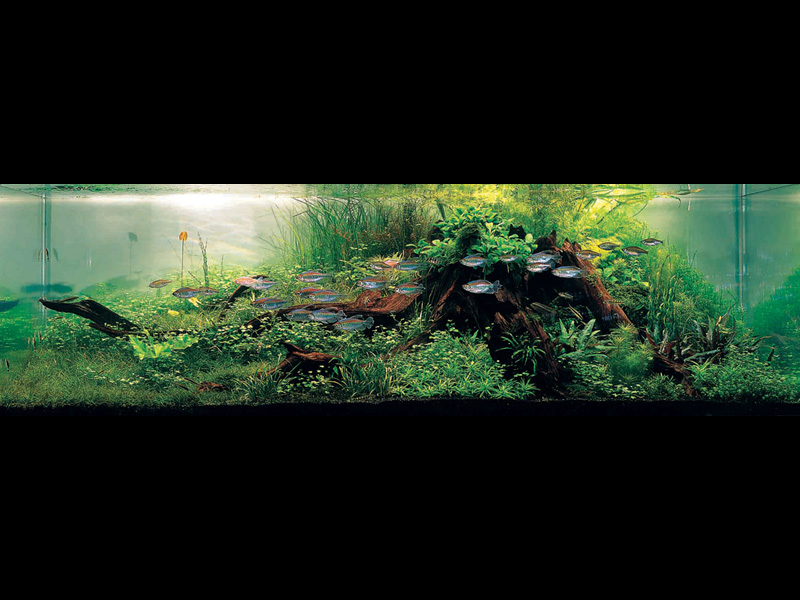 ���������� �������� (Nature Aquarium). Takashi Amano (������ �����)