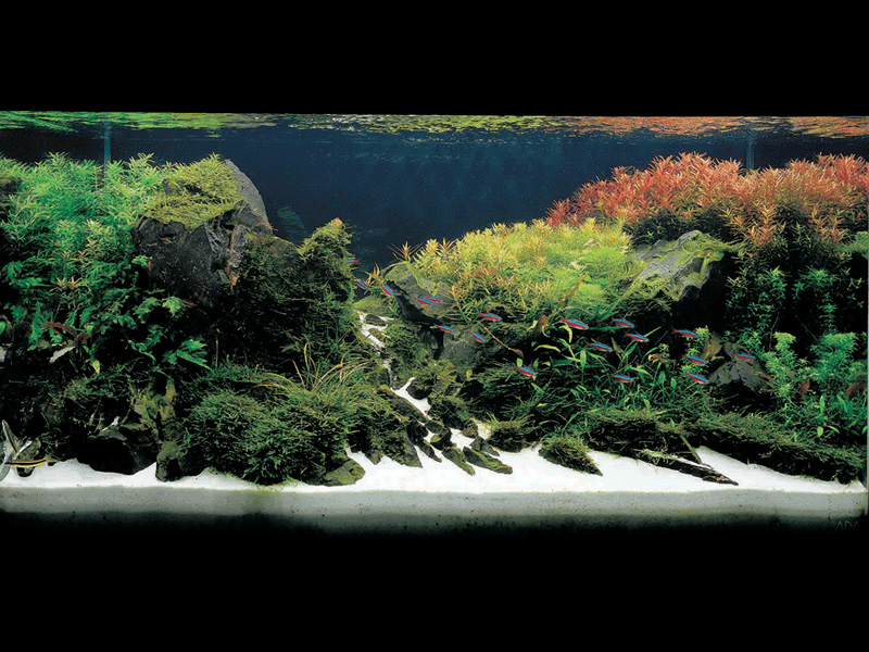 ���������� �������� (Nature Aquarium). Takashi Amano (������ �����)
