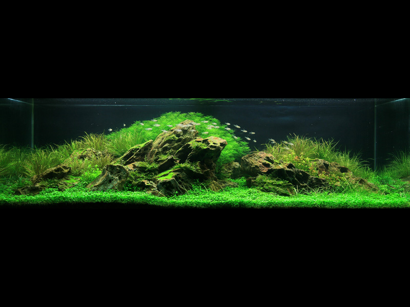 ���������� �������� (Nature Aquarium). Takashi Amano (������ �����)