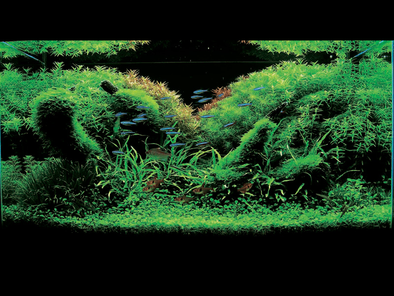 ���������� �������� (Nature Aquarium). Takashi Amano (������ �����)
