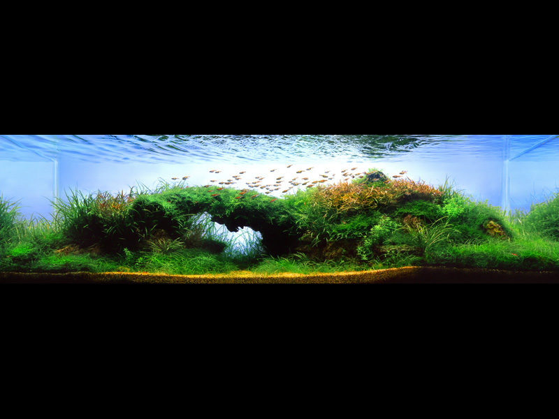 ���������� �������� (Nature Aquarium). Takashi Amano (������ �����)