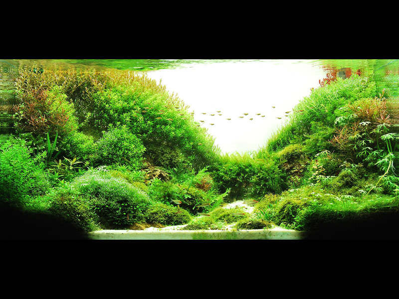 ���������� �������� (Nature Aquarium). Takashi Amano (������ �����)