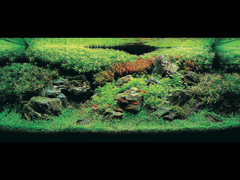 ���������� �������� (Nature Aquarium). Takashi Amano (������ �����)
