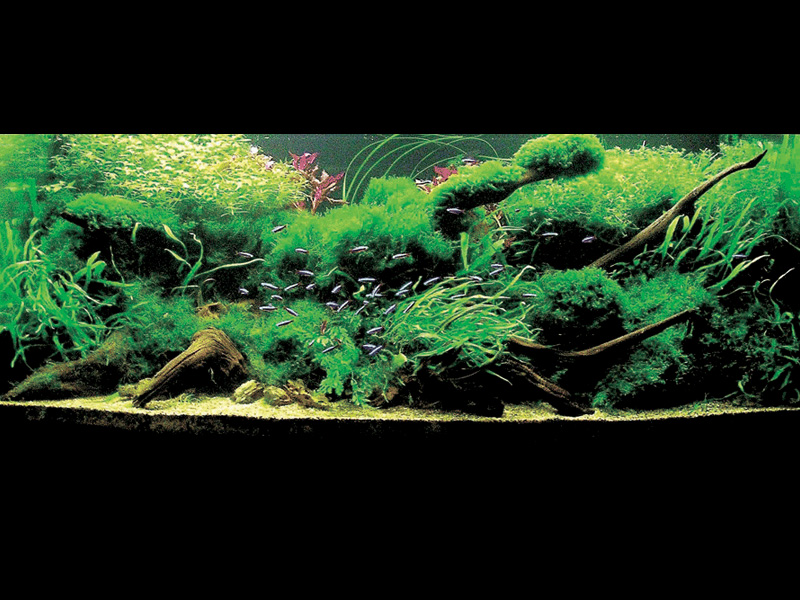 ���������� �������� (Nature Aquarium). Takashi Amano (������ �����)