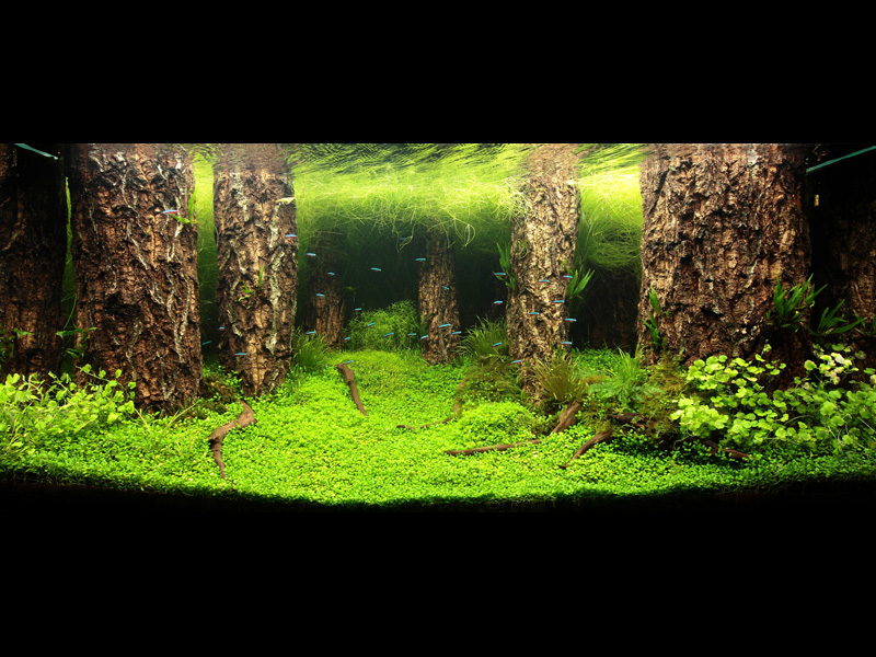 ���������� �������� (Nature Aquarium). Takashi Amano (������ �����)