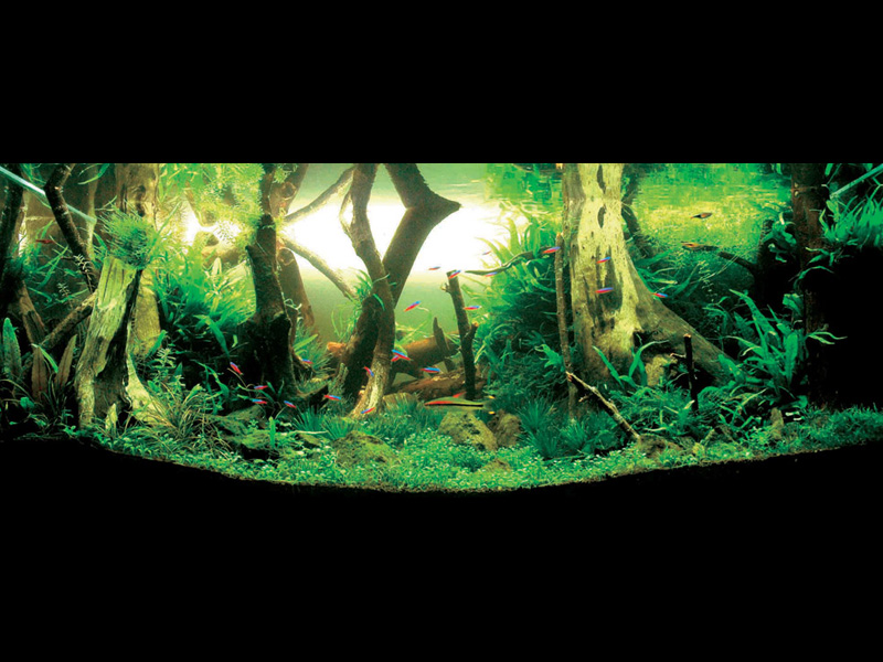 ���������� �������� (Nature Aquarium). Takashi Amano (������ �����)