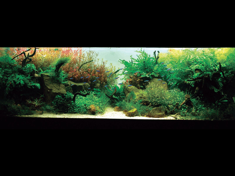 ���������� �������� (Nature Aquarium). Takashi Amano (������ �����)
