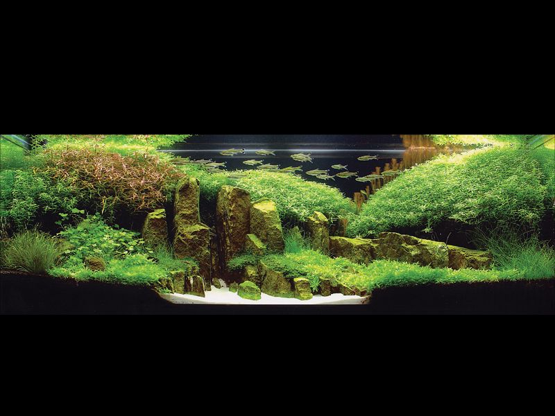 ���������� �������� (Nature Aquarium). Takashi Amano (������ �����)