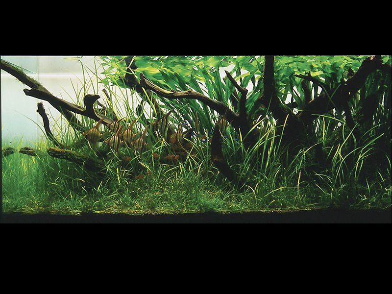 ���������� �������� (Nature Aquarium). Takashi Amano (������ �����)