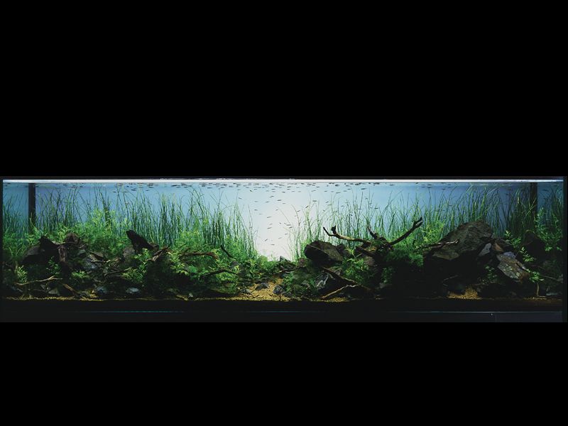 ���������� �������� (Nature Aquarium). Takashi Amano (������ �����)