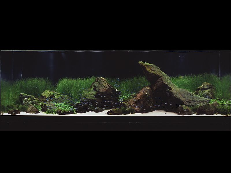 ���������� �������� (Nature Aquarium). Takashi Amano (������ �����)