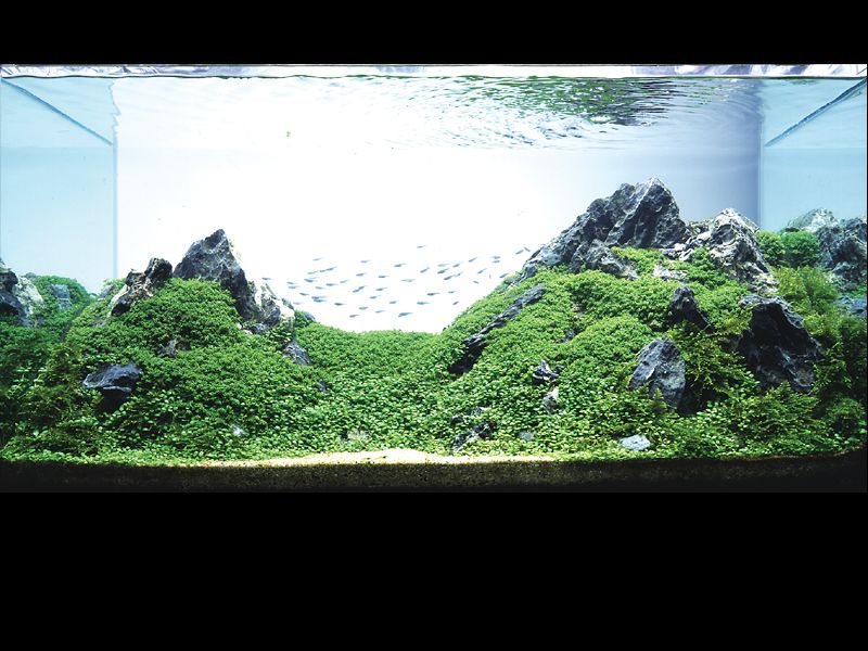 ���������� �������� (Nature Aquarium). Takashi Amano (������ �����)