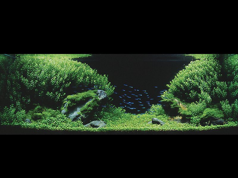 ���������� �������� (Nature Aquarium). Takashi Amano (������ �����)