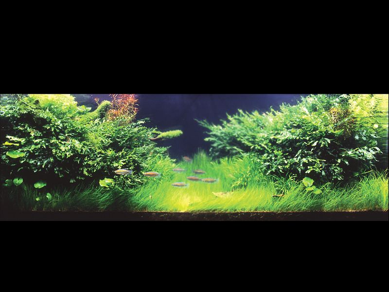 ���������� �������� (Nature Aquarium). Takashi Amano (������ �����)