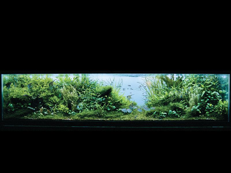 ���������� �������� (Nature Aquarium). Takashi Amano (������ �����)