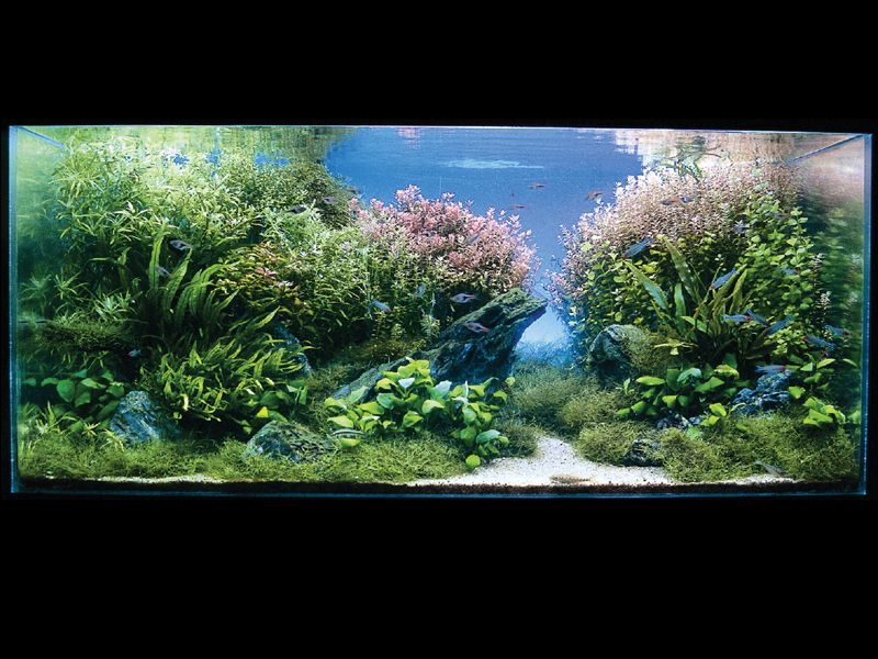 ���������� �������� (Nature Aquarium). Takashi Amano (������ �����)